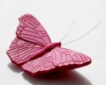 Vlinder roze 800